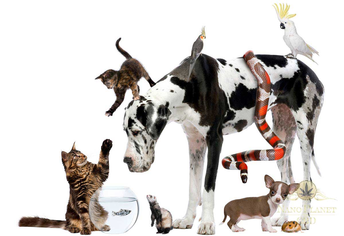 CBD and Pets