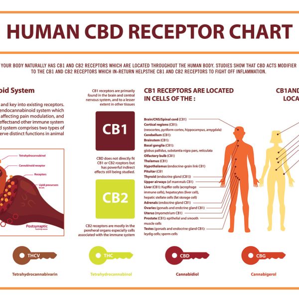 Endocannabinoid CBD Receptor Chart