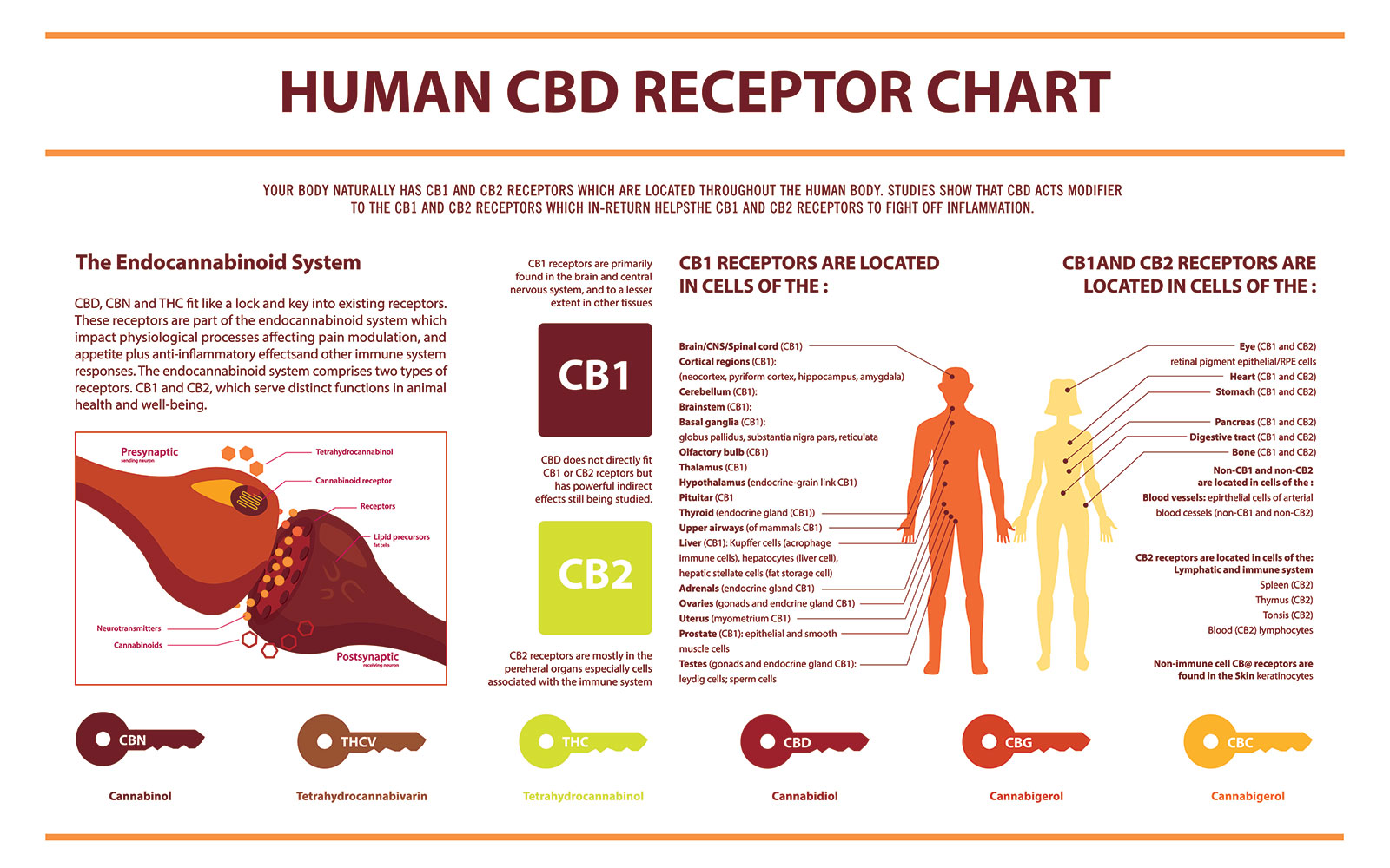 Endocannabinoid CBD Receptor Chart