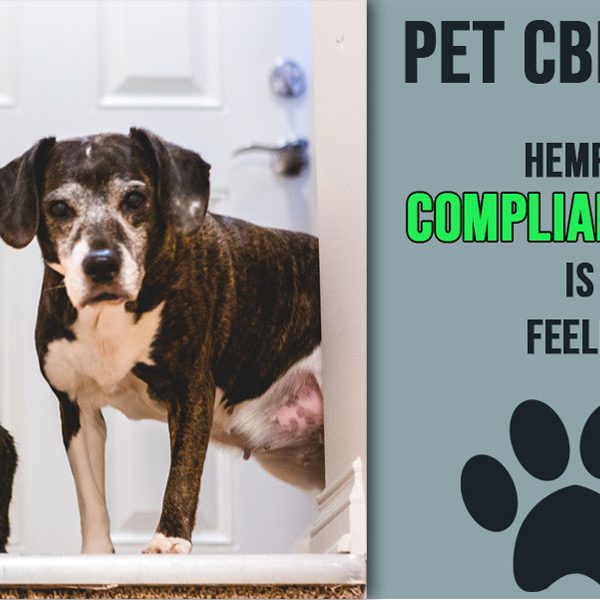 Pet CBD 101