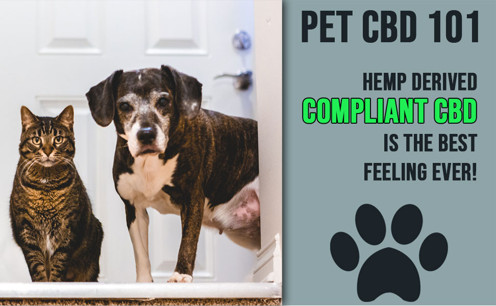 Pet CBD 101